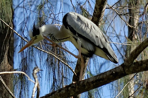 Kenia (567)